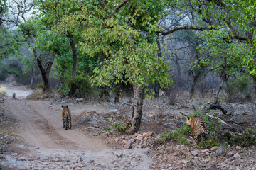 Three bengal tigers on an evening stroll on a jungle track in a pattern. A conceptual and behavioral image of sub adult tigers or sibling showing their bonding, togetherness and love at ranthambore.