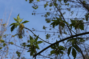 Fototapeta premium Maples bloom in spring in the park