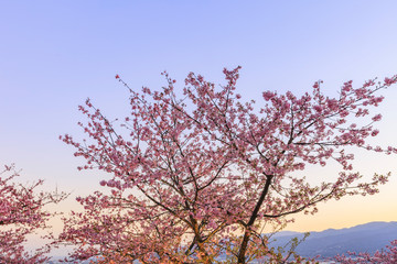 桜と夕焼けの空