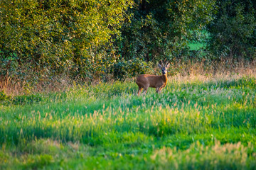 in the evening you can see deer in the  fields