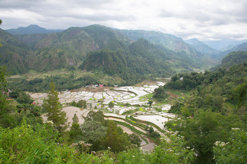 Green and brown rice terrace fields in Tana Toraja, South Sulawesi, Indonesia	