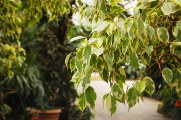Fototapeta premium Green leaves nature tree summer