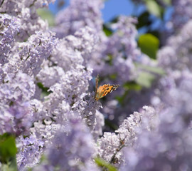 Butterfly Vanessa cardui on lilac flowers. Pollination blooming
