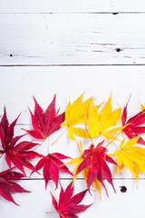 multi colored autumn leaves on white wooden table background
