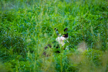 A black and white cat is sneaking  through a field