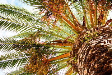 Palm trees against blue sky, Palm trees at tropical coast, vintage toned and stylized, coconut tree,summer tree ,retro