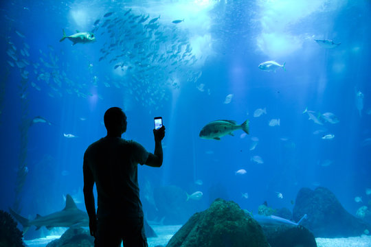 A man with a smart phone likes to photograph the ocean world in a large aquarium. A middle aged man takes pictures of the whole cell phone with fish, sharks and the living world in an aquarium. 