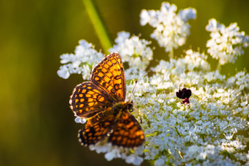 Obraz premium Macro shot of butterfly on wild flower on a meadow 