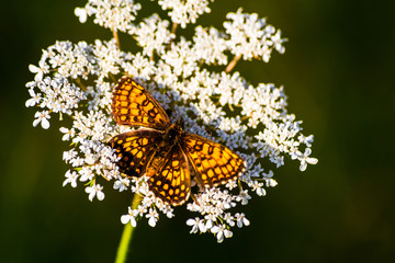 Obraz premium Macro shot of butterfly on wild flower on a meadow 