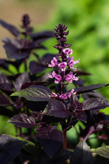 bush of lilac basil in the garden