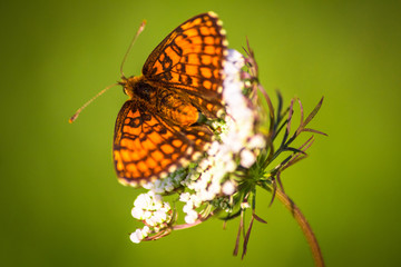 Macro shot of butterfly on wild flower on a meadow 