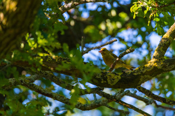 a greenfinch sits in  a tree and looks for food