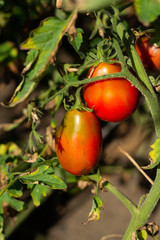 green tomatoes on the vine