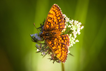 Macro shot of butterfly on wild flower on a meadow 