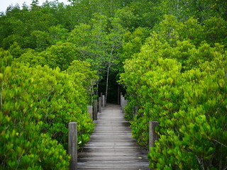 wooden bridge in the forest