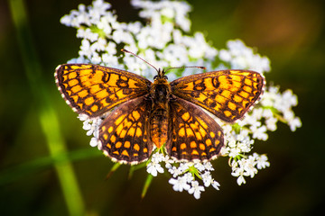 Macro shot of butterfly on wild flower on a meadow 