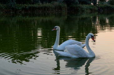 Evening swan on the lake. White swan on the lake.