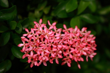 Pink beauty in nature, selective focus