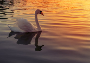 Evening swan on the lake. White swan on the lake.