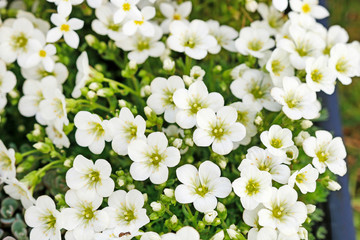 Saxifraga arendsii (Schneeteppich) flowers