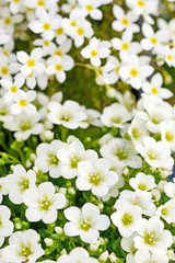 Saxifraga arendsii (Schneeteppich) flowers