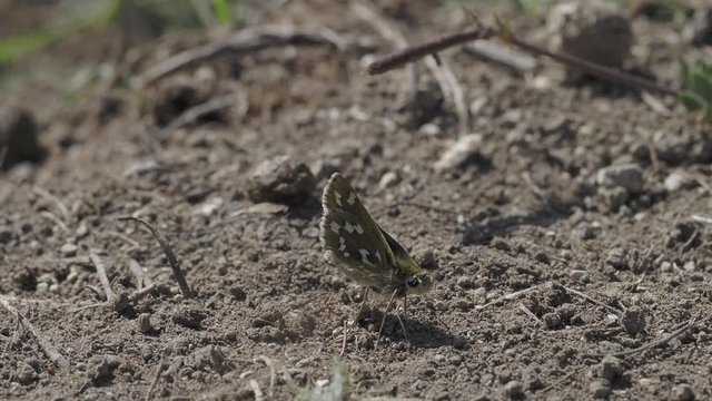 Silver-spotted skipper, Hesperia comma, 