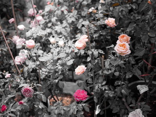 rose