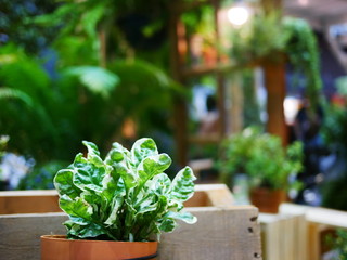 plants in pots on wall