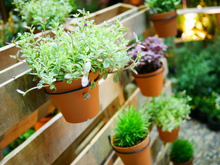 plants in flower pots
