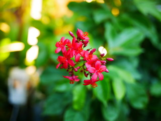 red berries on a branch