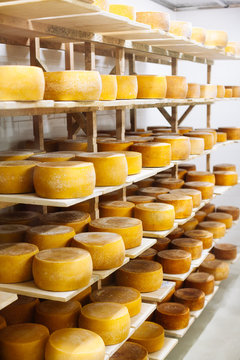 Cow milk cheese, stored in a wooden shelves and left to mature
