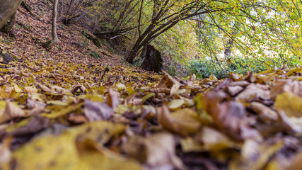 walk in autumn forest