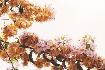 Fototapeta premium Bougainvillea is a thorny ornamental vines, bushes, and trees with flower-like spring leaves near its flowers
