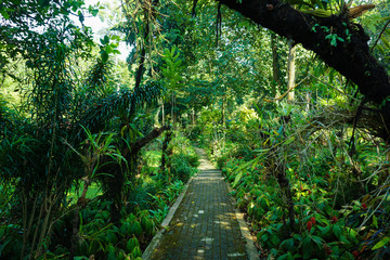 Narrow path with pavement in the middle of tropical jungle forest in botanical garden in bogor indonesia