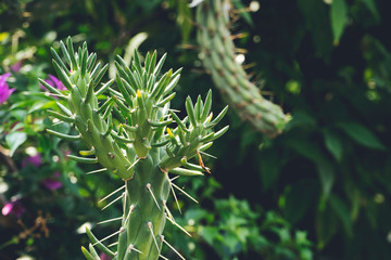 Naklejka premium cactus garden blank space for text