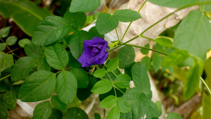  Flower&Veggies and fruits