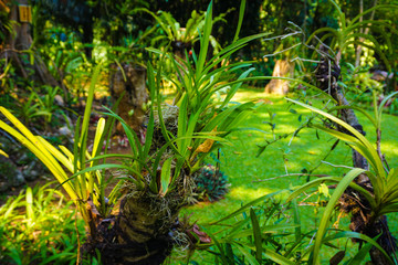 wild orchid in the jungle with green leaf and without flower in branch wood in indonesia