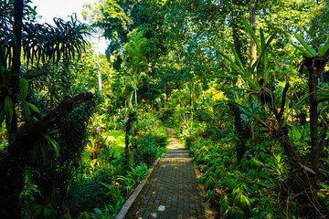 Narrow path with pavement in the middle of tropical jungle forest in botanical garden in bogor indonesia