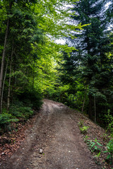 Fototapeta na wymiar Leśna ścieżka