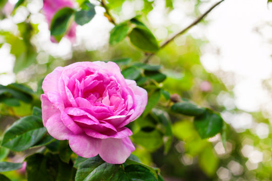 Rosa Centifolia (Rose des Peintres) flower closeup in summer garden