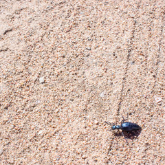 The first spring Ground beetles, begin to live on a cold ground. Springtime