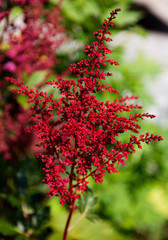 some kind of red grass that grows among green bushes