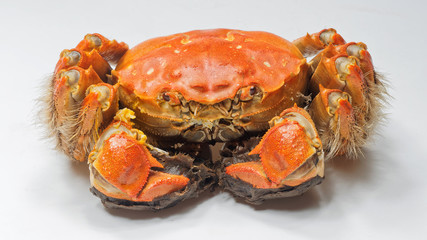 Close up of Chinese mitten crab, shanghai hairy crabs isolated on white background.
