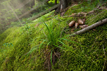 Fototapeta na wymiar A few cones lies grass in the forest