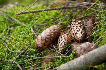 A few cones lies grass in the forest