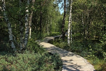Holzbohlenweg durch das Schwarze Moor in der Rhön
