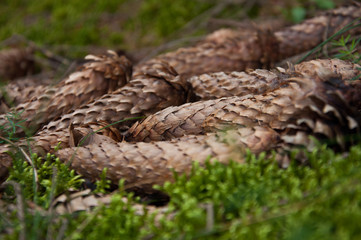 A few cones lies grass in the forest