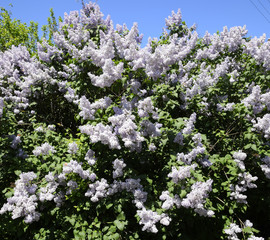 Flowers blooming lilac. Beautiful purple lilac flowers outdoors.