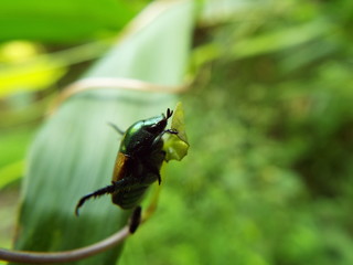 マメコガネ japanese beetle