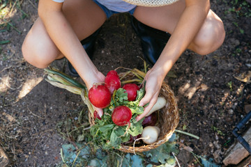 Fresh Bio vegetable in a basket over nature background. Eco friendly natural food.